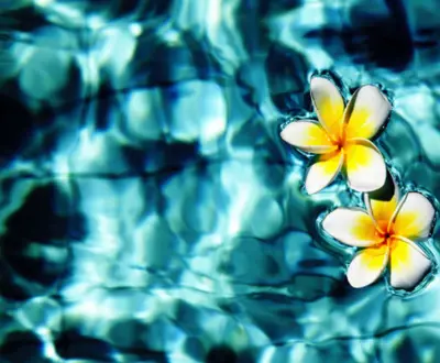 Spa Music & Sounds For Meditation
