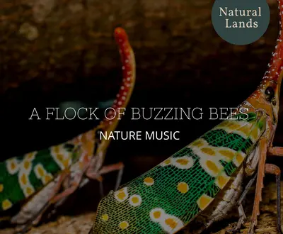 Nature Pride Moment Music Project