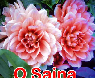 Tannu shree