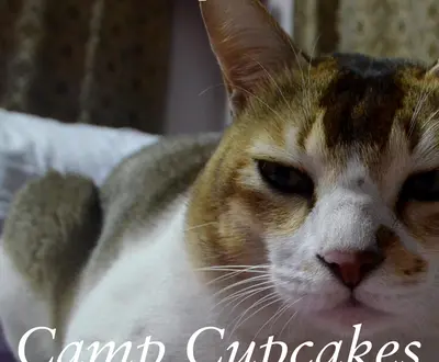 Camp Cupcakes