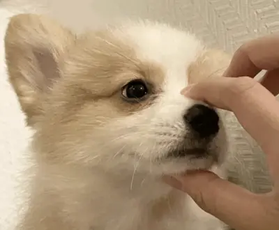 小彭吖